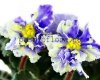 African Violet RS-ZHAR PTITSA - RS-FIREBIRD